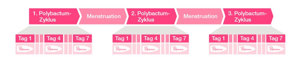 Schema zum Einnehmen des Polybactum von Kwizda Pharma